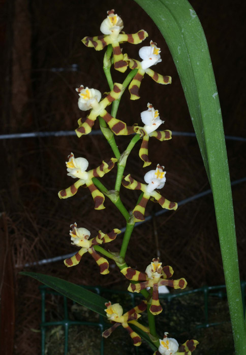 Solenidiopsis tigroides 090308 (72)