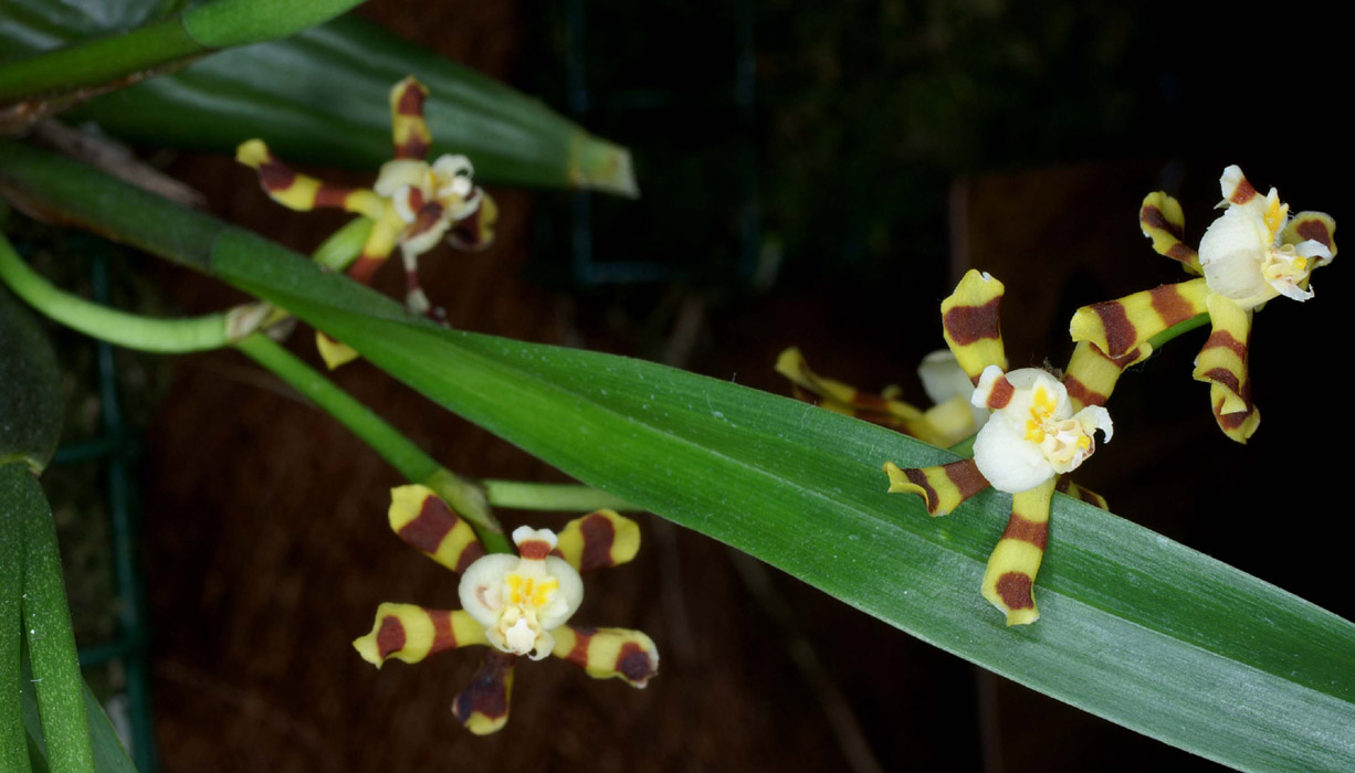 Solenidiopsis tigroides 090308 (73)