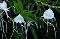 Angraecum germinyanum 090308 (349)