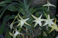 Angraecum sesquipedale 090308 (153)