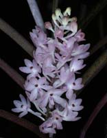 Ascocentrum christensonianum 100308 (113)