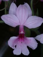 Calanthe rosea 100308 (199)