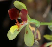 Cariella (Oncidium) colorata 090308