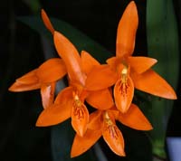 Cattleya aurantiaca 100308 (3)