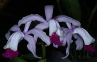 Cattleya intermedia 100308 (31)