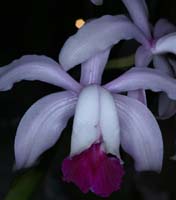 Cattleya intermedia 100308 (32)