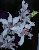 Cymbidium insigne 090308 (3)