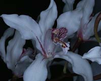 Cymbidium insigne 090308 (4)
