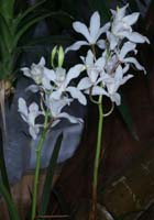 Cymbidium insigne 100308 (47)
