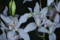 Cymbidium insigne 100308 (49)