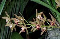 Cymbidium pumilum 090308 (141)