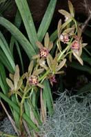 Cymbidium pumilum 090308 (142)