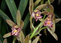 Cymbidium pumilum 090308 (143)