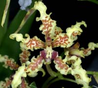 Cyrtochilum ramosissimum 090308 (297)