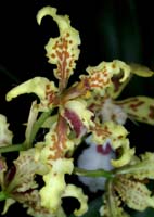 Cyrtochilum ramosissimum 090308 (298)