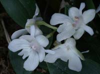 Dendrobium aberrans 100308 (5)