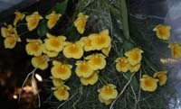 Dendrobium aggregatum 100308 (210)
