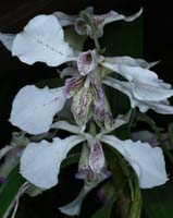 Dendrobium alexandrae 090308 (83)