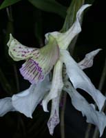 Dendrobium alexandrae 090308 (84)