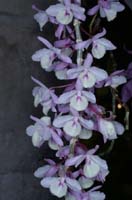 Dendrobium aphylla 090308 (336)
