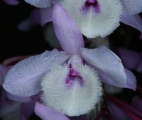 Dendrobium aphylla 090308 (337)