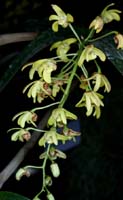 Dendrobium gracilicaule 090308 (127)