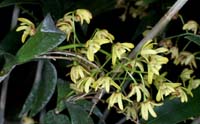 Dendrobium gracilicaule 090308 (128)