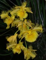 Dendrobium harveyanum 100308 (206)