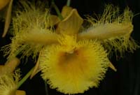 Dendrobium harveyanum 100308 (207)