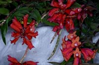 Dendrobium lawesii 090308 (109)