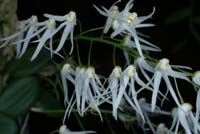 Dendrobium linguiforme 090308 (50)