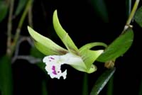 Dendrobium pugioniforme 090308 (87)