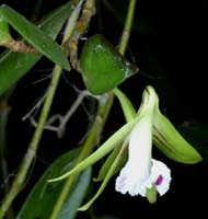 Dendrobium pugioniforme 090308 (88)