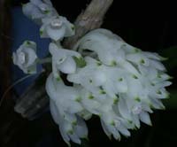 Dendrobium purpureum 100308 (1)