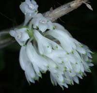Dendrobium purpureum 100308