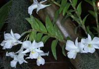 Dendrobium sanderae alba 090308 (137)