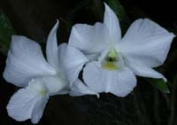Dendrobium sanderae alba 090308 (138)
