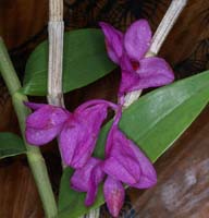 Dendrobium sulawesiense 090308 (85)