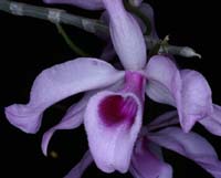Dendrobium superbum 090308 (34)