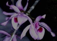 Dendrobium superbum 090308 (35)