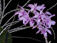 Dendrobium superbum 090308 (37)