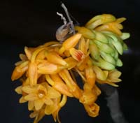 Dendrobium topaziacum 100308 (17)