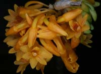 Dendrobium topaziacum 100308 (18)
