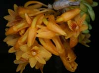 Dendrobium topaziacum 100308 (18)