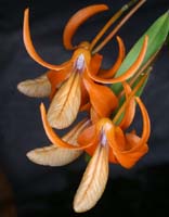 Dendrobium unicum 090308 (81)