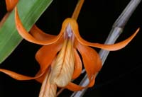 Dendrobium unicum 090308 (82)