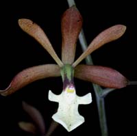 Encyclia calamarinum 090308 (314)