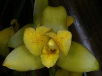 Lycaste mattogrossensis 090308 (57)