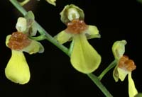 Menezesiella Oncidium loefgrenii (1)