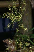 Menezesiella Oncidium loefgrenii (2)
